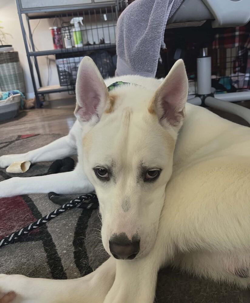 Enlarge Skyler, a Adoptable mixed breed in Peoria, IL image 2/5