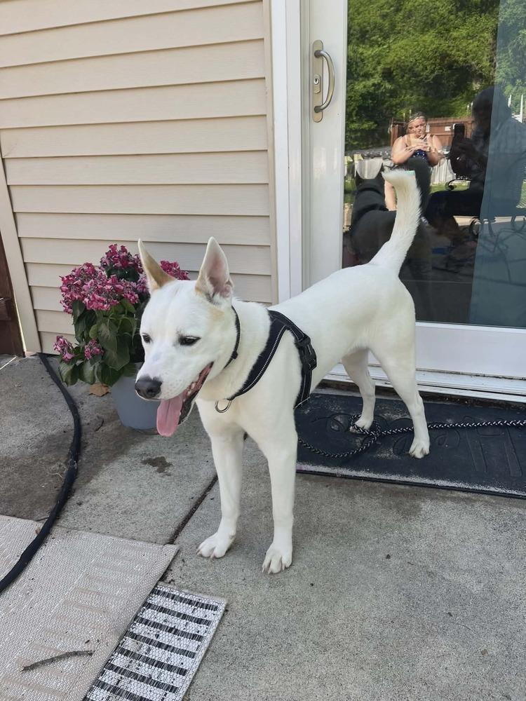 Enlarge Skyler, a Adoptable mixed breed in Peoria, IL image 3/5