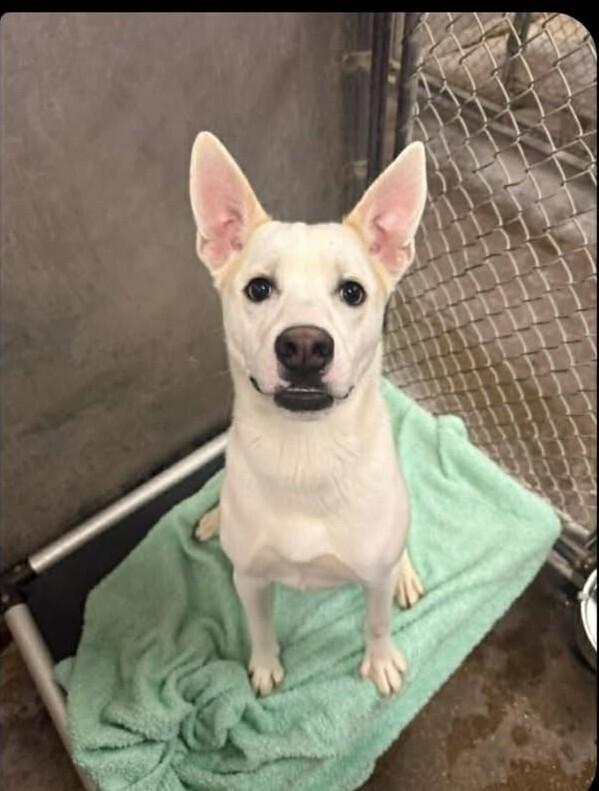 Enlarge Skyler, a Adoptable mixed breed in Peoria, IL image 4/5