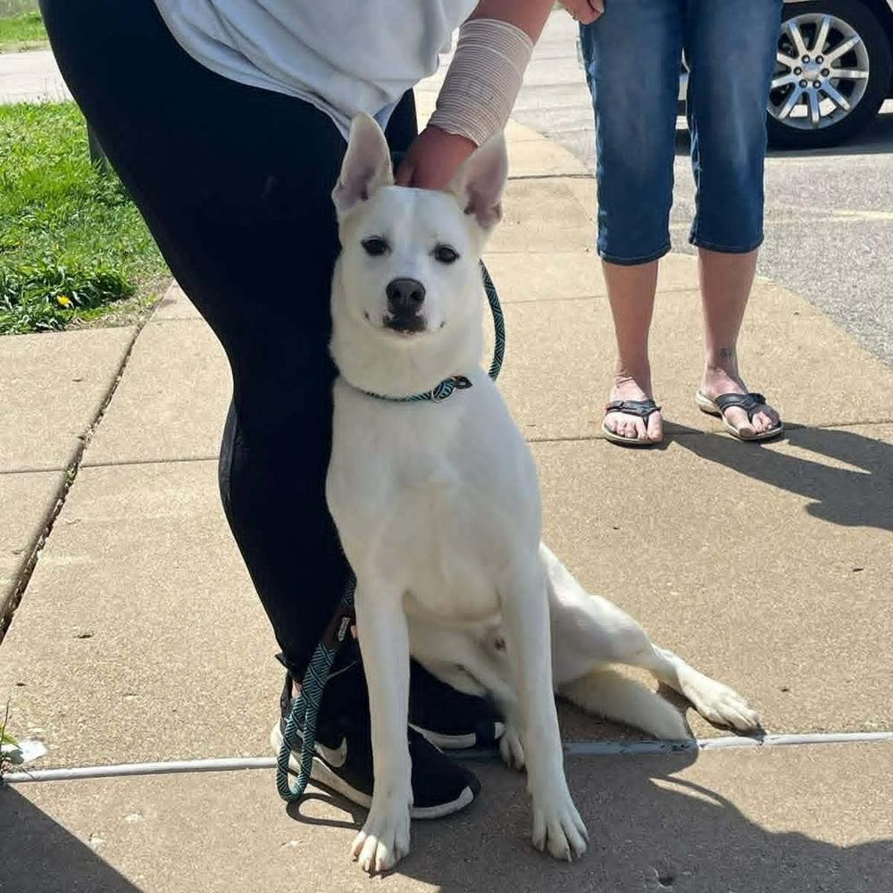 Enlarge Skyler, a Adoptable mixed breed in Peoria, IL image 5/5
