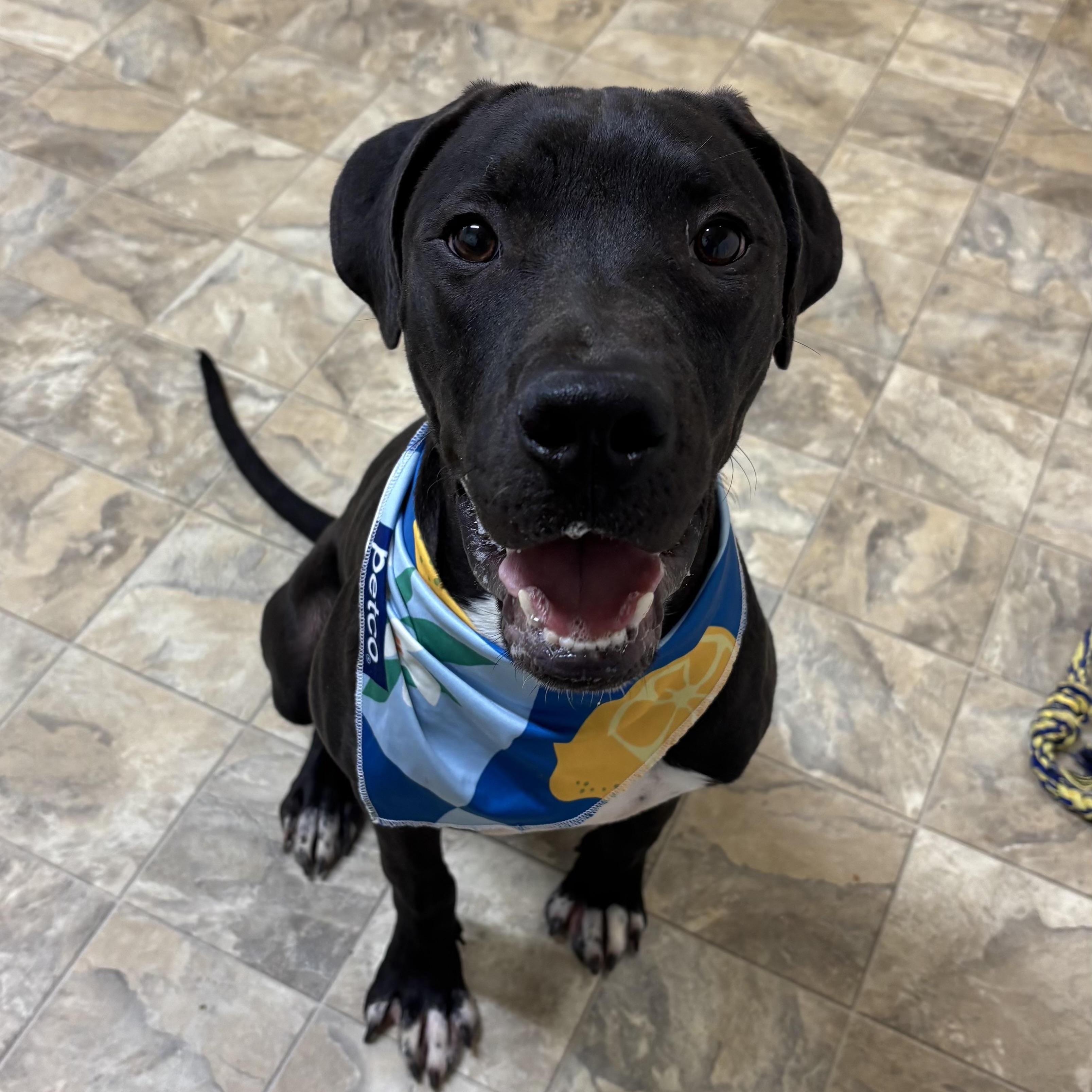 Dickens, a Adoptable mixed breed in Pilot Point, TX image 1/3