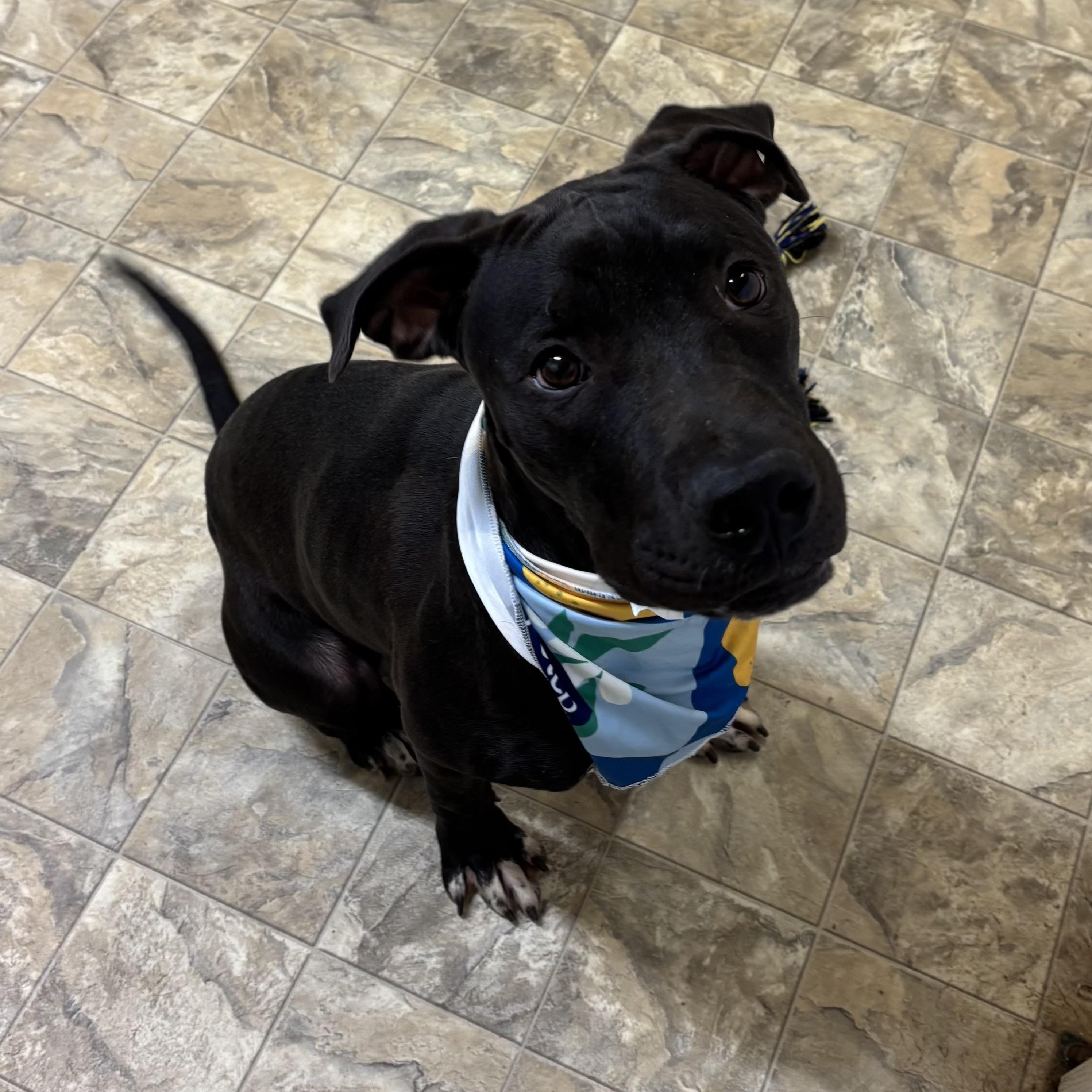 Dickens, a Adoptable mixed breed in Pilot Point, TX image 2/3