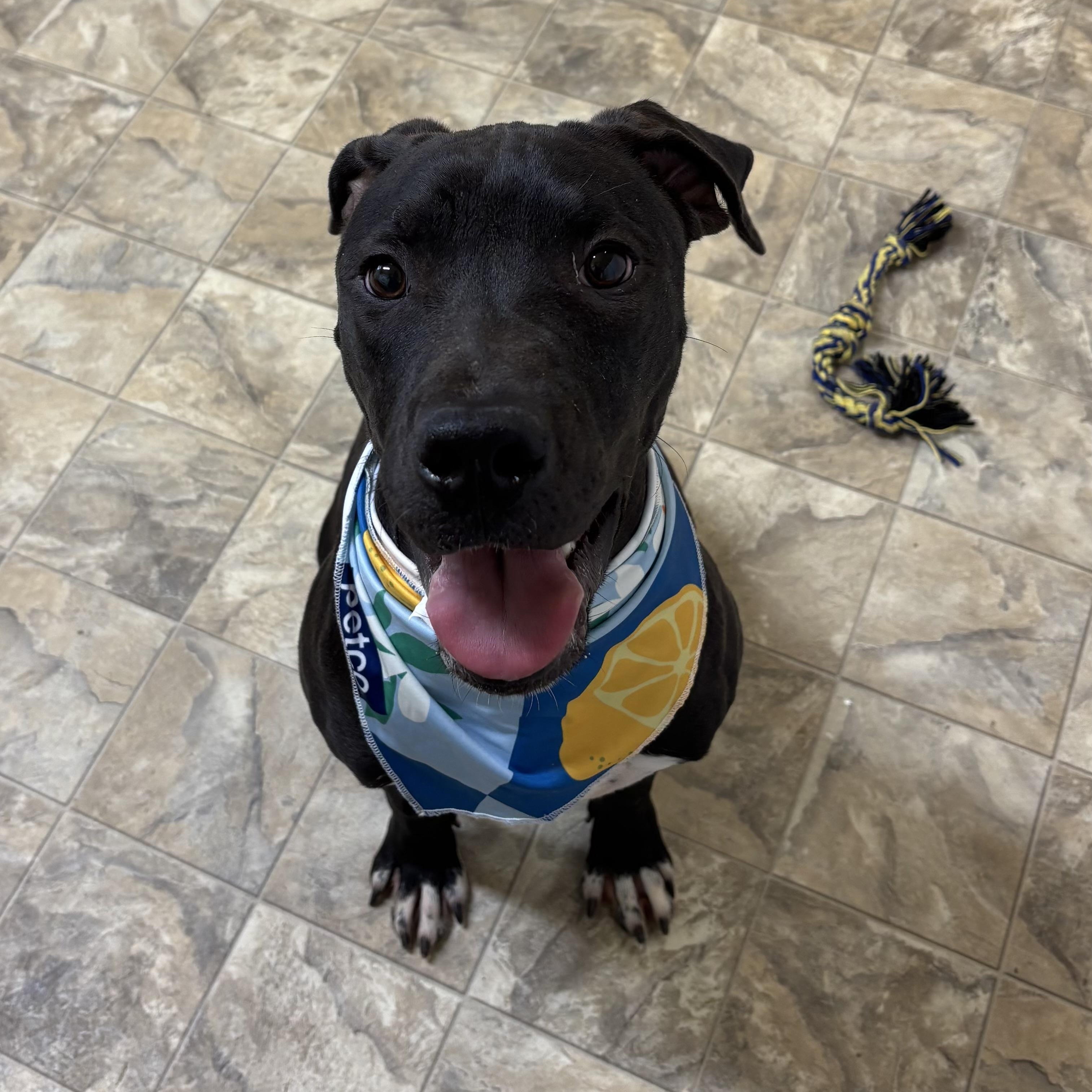 Dickens, a Adoptable mixed breed in Pilot Point, TX image 3/3