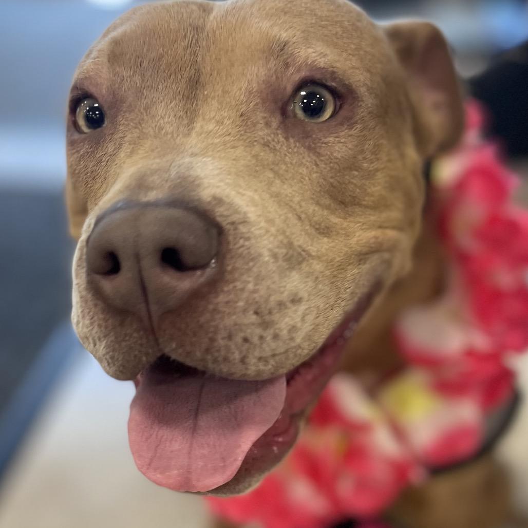KITTY, Young Female American Staffordshire Terrier