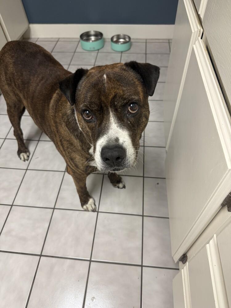 Lingo, Adoptable, Adult Male Mixed Breed.