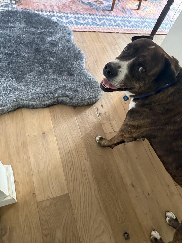 Enlarge Lingo, a Adoptable mixed breed in San Diego, CA image 2/5