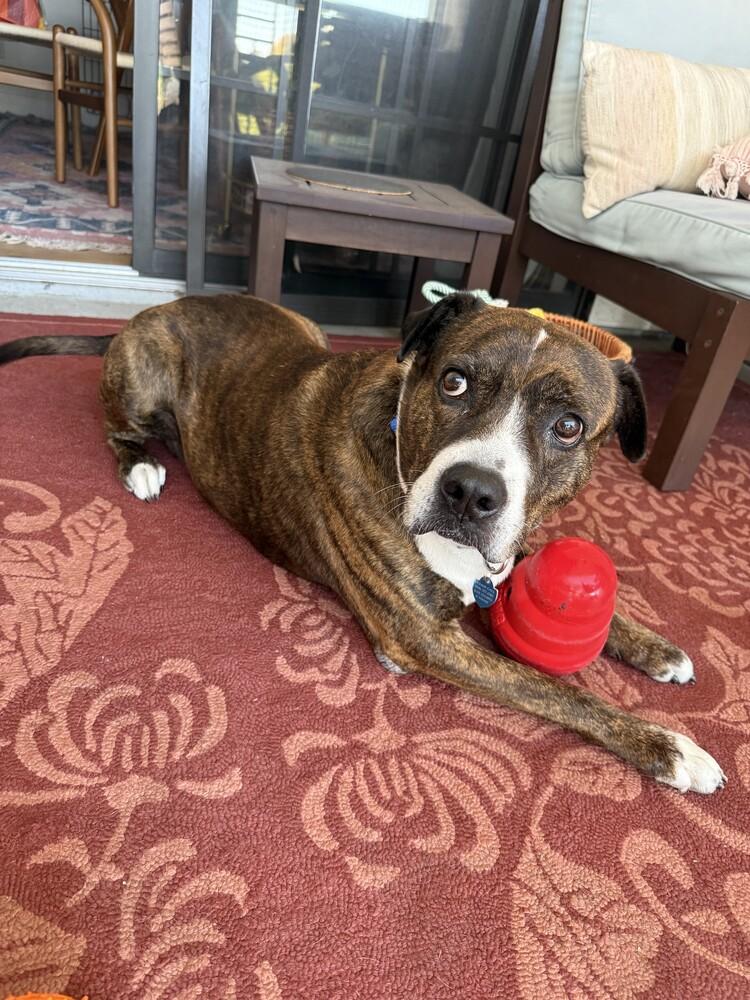 Enlarge Lingo, a Adoptable mixed breed in San Diego, CA image 3/5