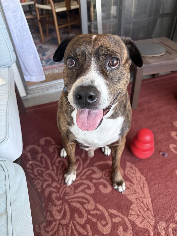 Enlarge Lingo, a Adoptable mixed breed in San Diego, CA image 4/5