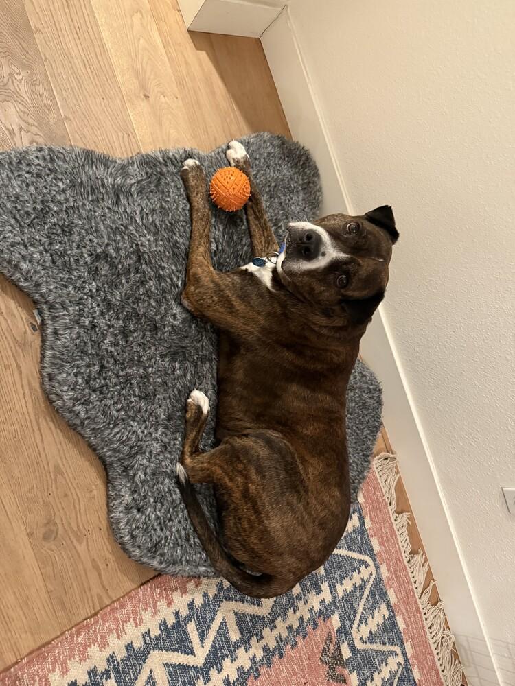 Enlarge Lingo, a Adoptable mixed breed in San Diego, CA image 5/5