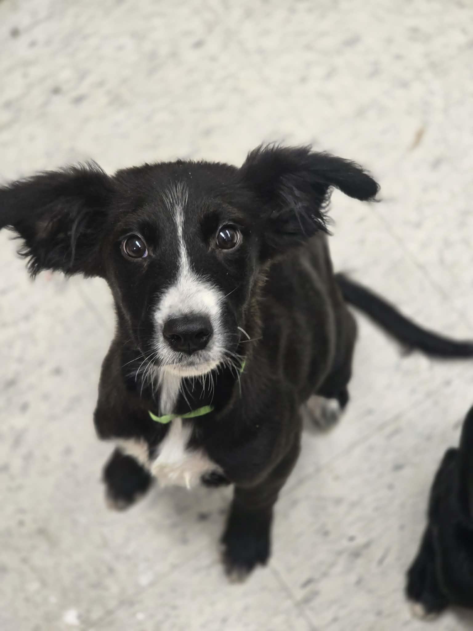 Odin, adopted, Puppy Male Border Collie & Mixed Breed.