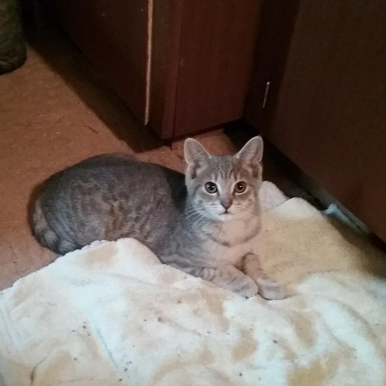 Wasabi, Adoptable, Kitten Male Domestic Short Hair.