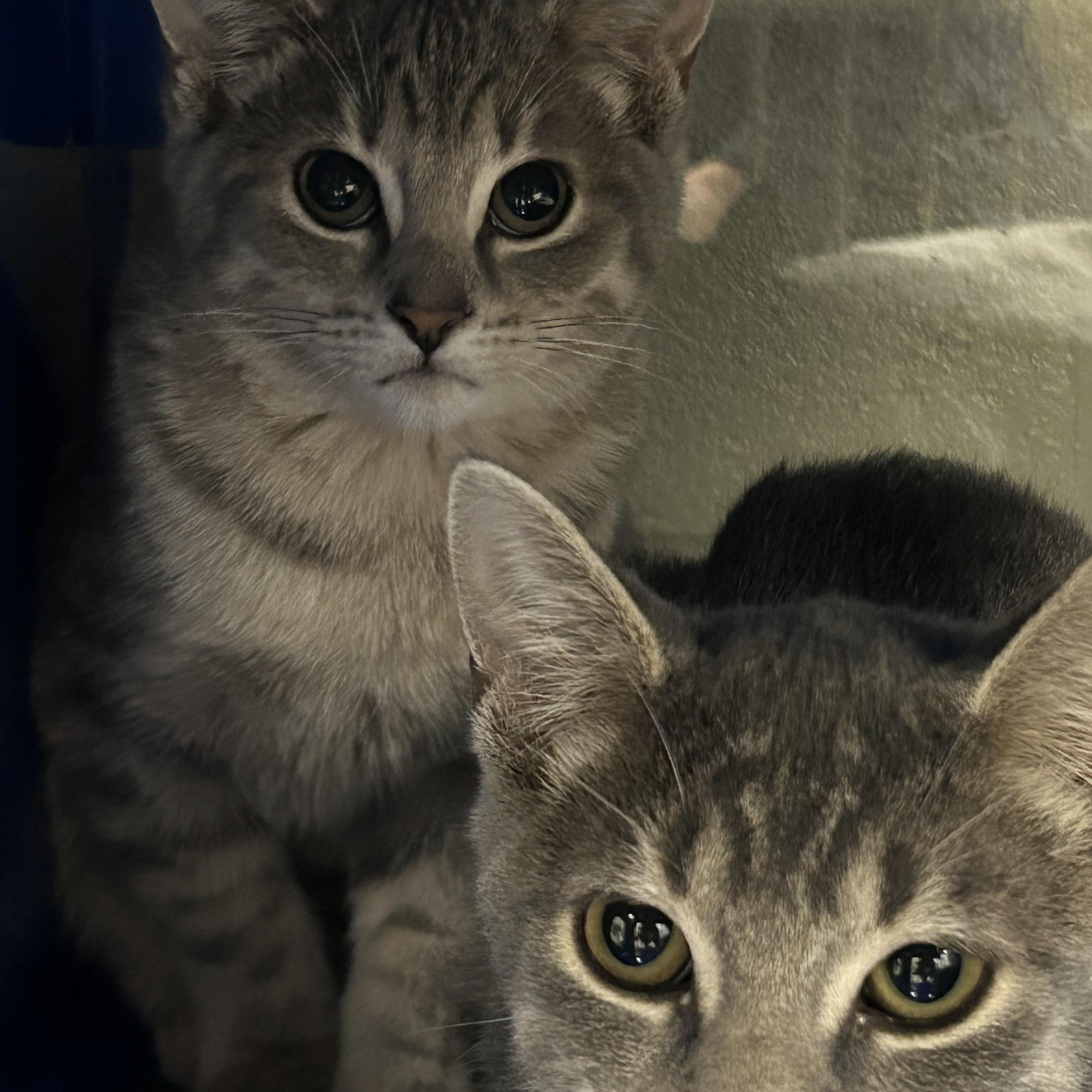 Enlarge Wasabi, a Adoptable Domestic Short Hair in Caledon, ON image 2/4