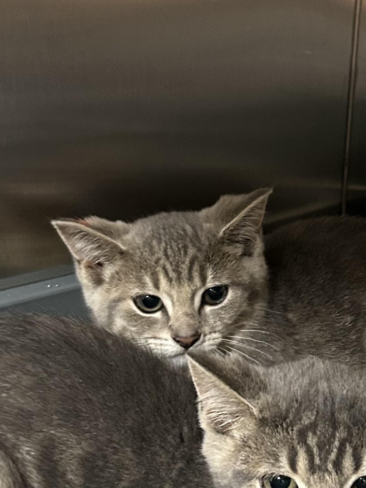 Enlarge Wasabi, a Adoptable Domestic Short Hair in Caledon, ON image 3/4