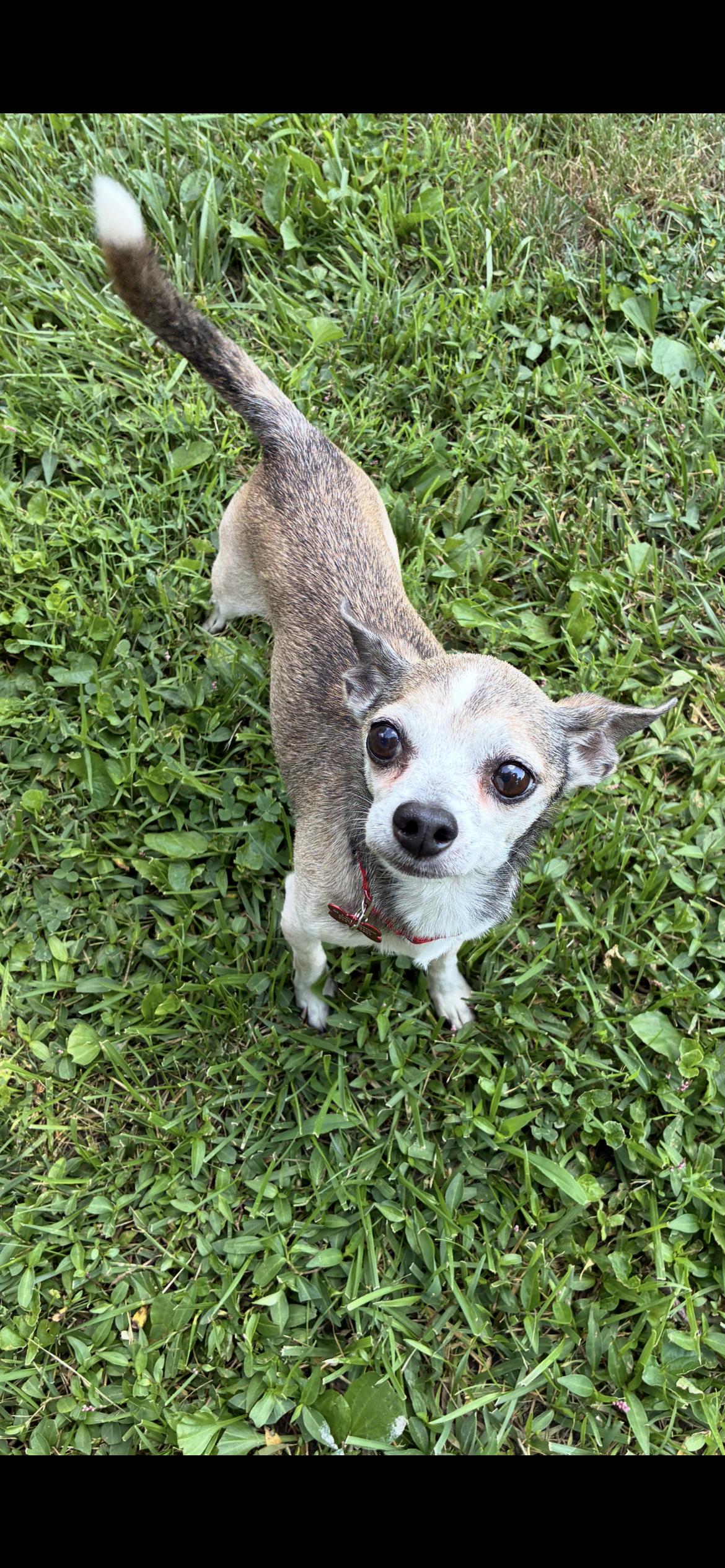 Dion, a ADOPTABLE Chihuahua in Saint Louis, MO image 1/3