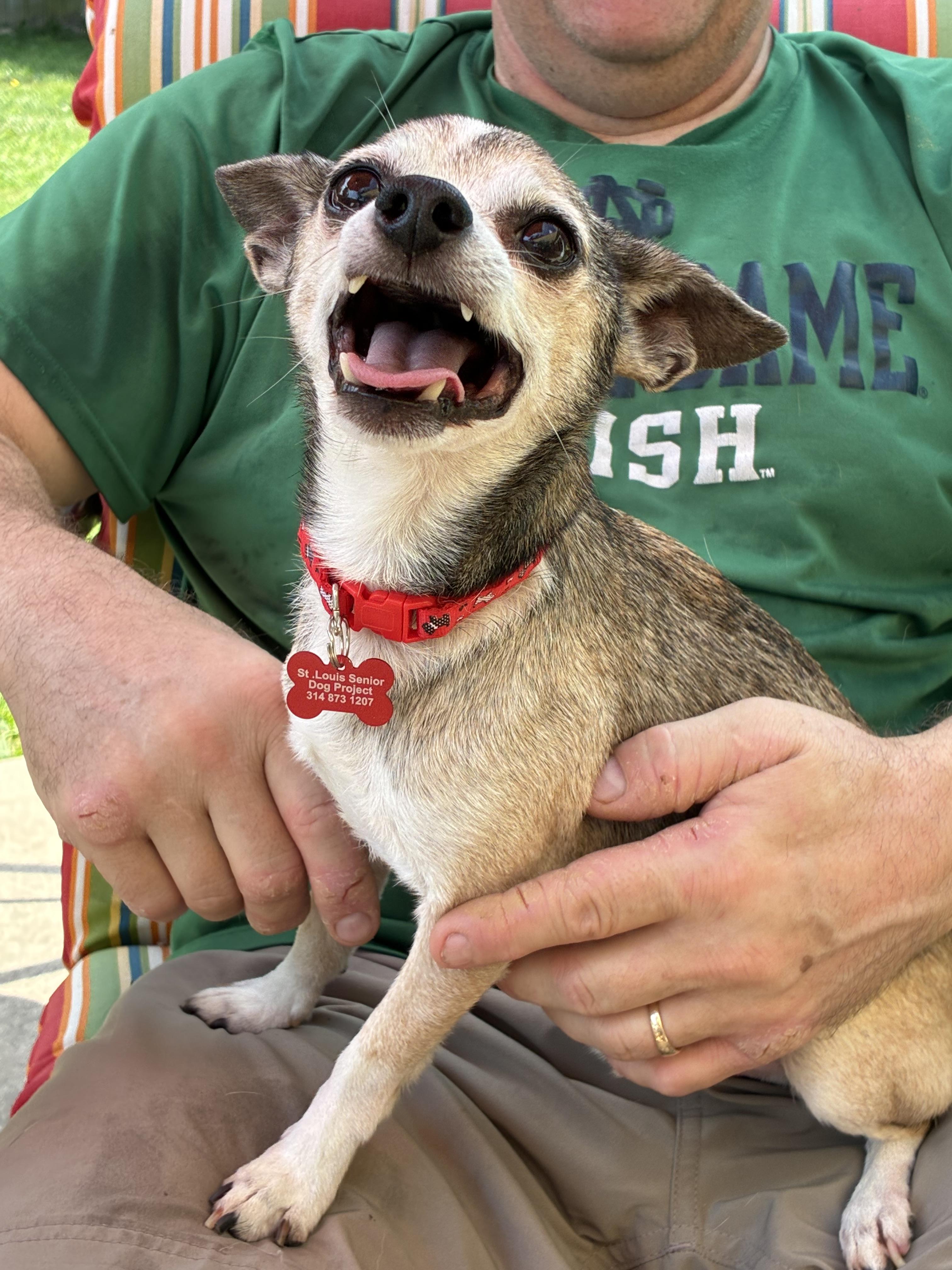 Dion, a ADOPTABLE Chihuahua in Saint Louis, MO image 2/3