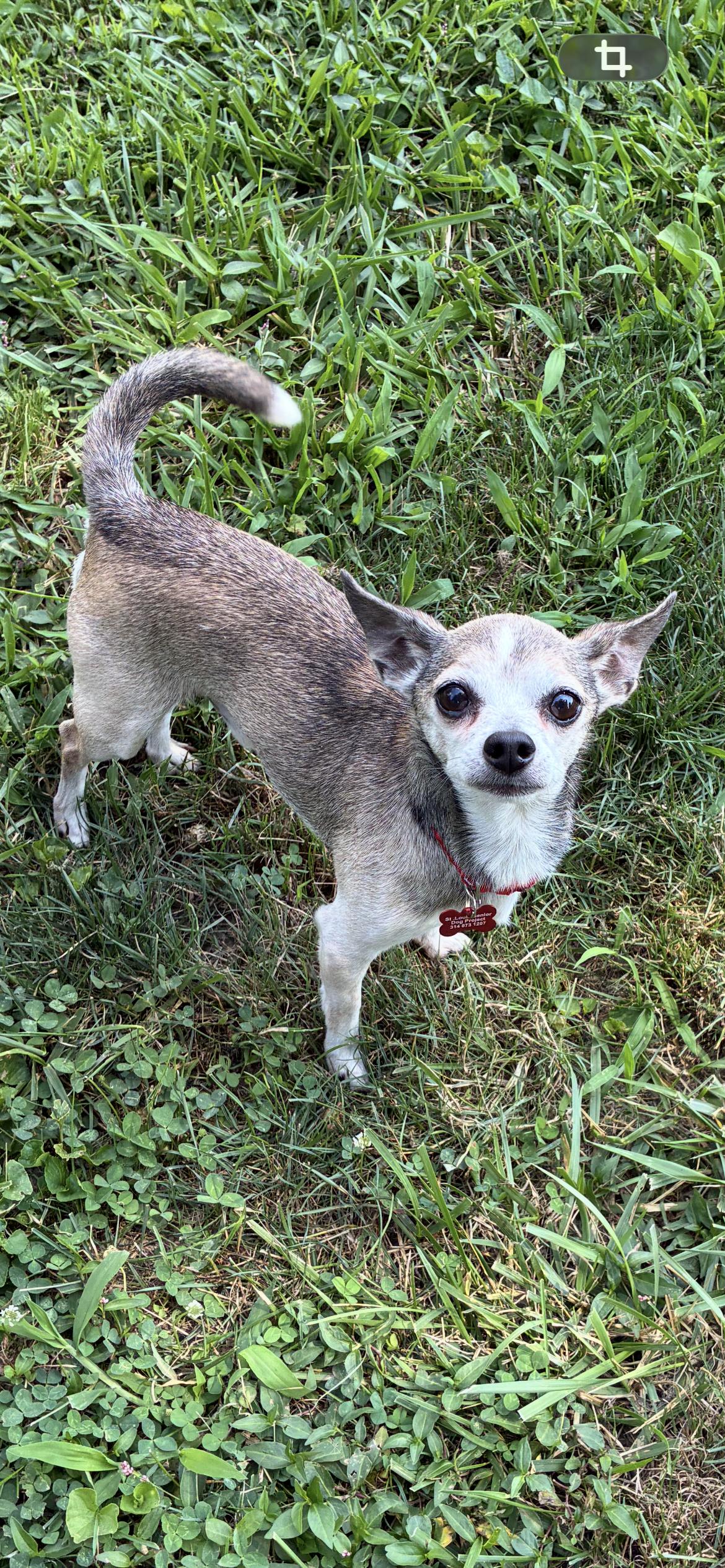 Dion, a ADOPTABLE Chihuahua in Saint Louis, MO image 3/3