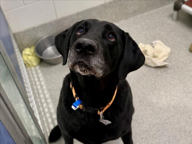Enlarge REMI, a Adoptable Labrador Retriever in Loveland, CO image 1/1