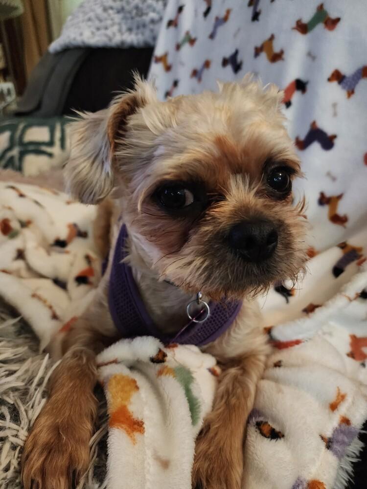 Noelle, Adoptable, Adult Female Shih Tzu.