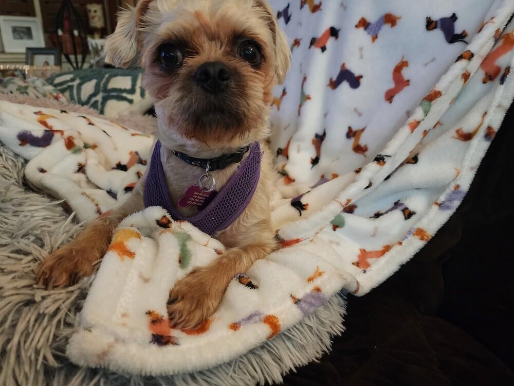 Enlarge Noelle, a Adoptable mixed breed in Richardson, TX image 2/6