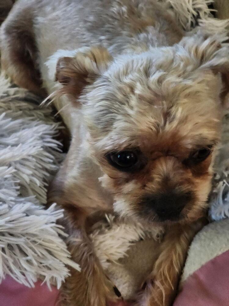 Enlarge Noelle, a Adoptable mixed breed in Richardson, TX image 6/6