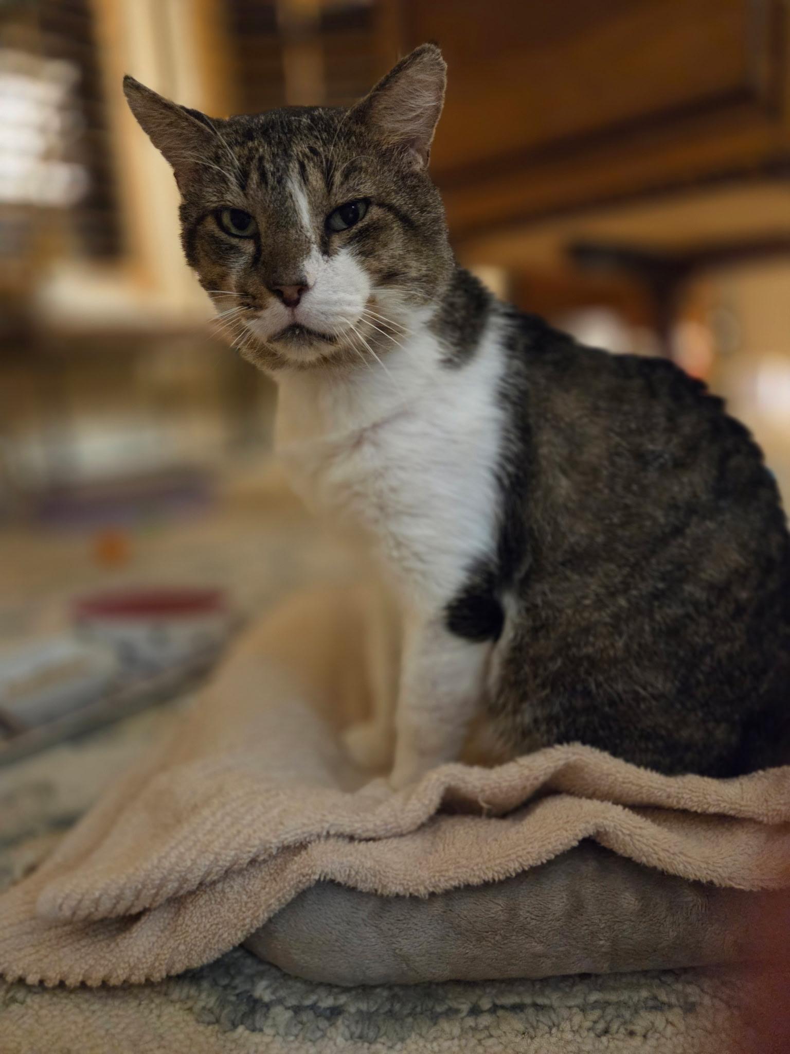 Enlarge Paco, a ADOPTABLE mixed breed in Kenosha , WI image 2/5