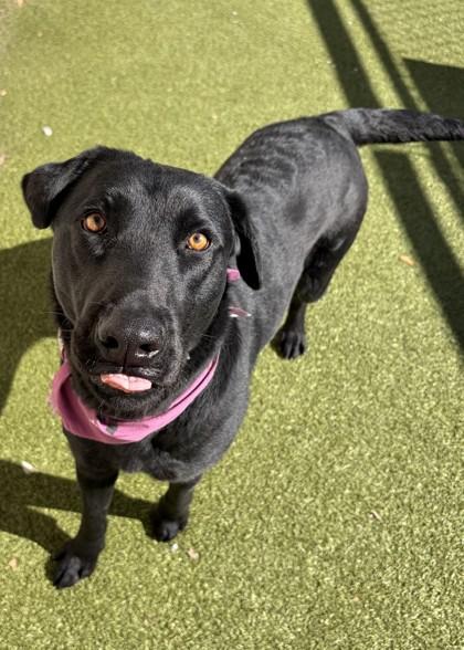 Enlarge Veronica, a ADOPTABLE mixed breed in Wenatchee, WA image 2/2
