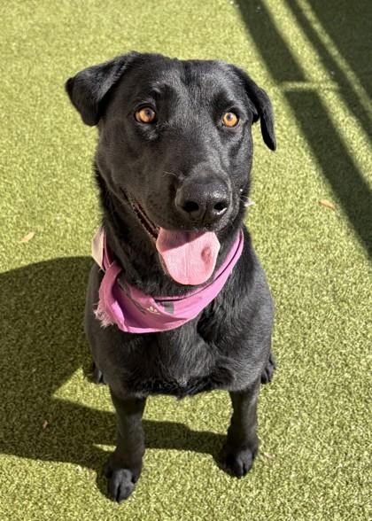 Veronica, ADOPTABLE, Adult Female Black Labrador Retriever.