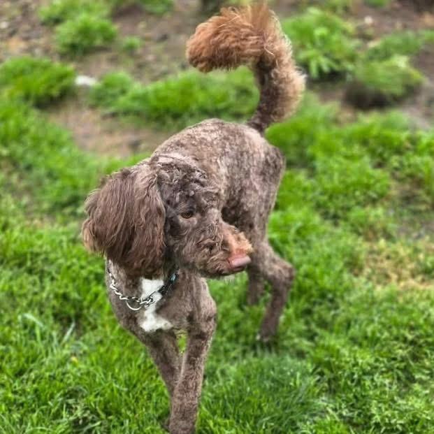 Enlarge Johnny, a ADOPTABLE mixed breed in Eugene, OR image 3/3