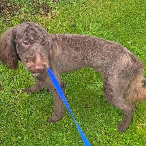 Enlarge Johnny, a ADOPTABLE mixed breed in Eugene, OR image 2/3