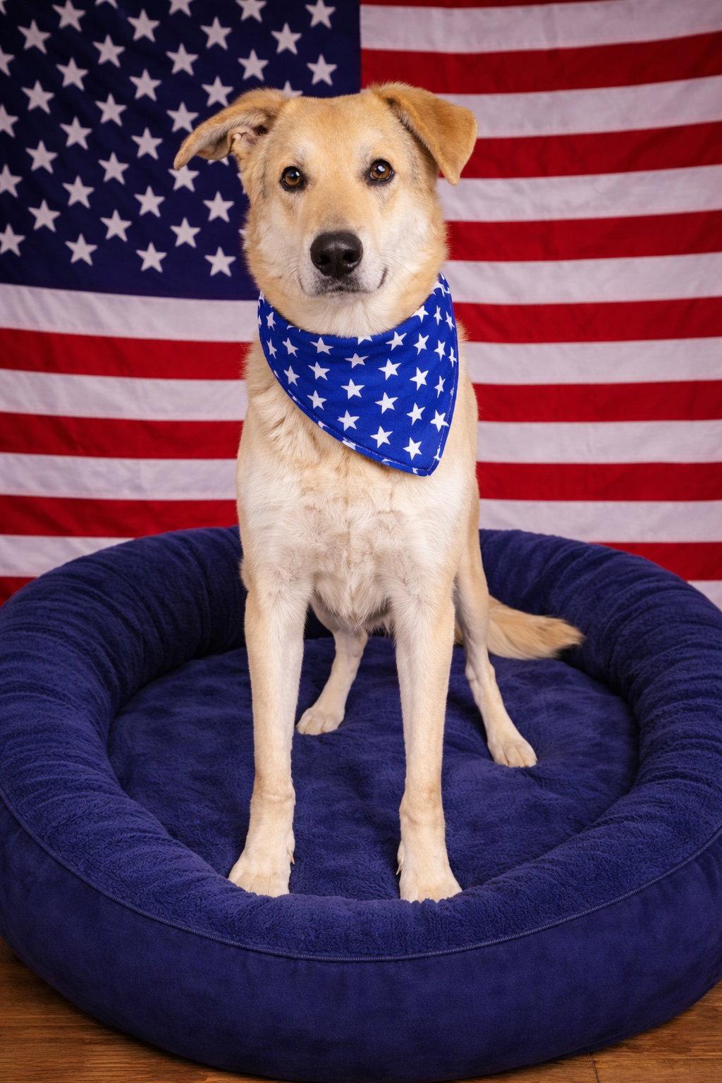 YELLOW LAB MIX , YELLOW LAB MIX, Adoptable, Young Male Yellow Labrador Retriever & Shepherd.