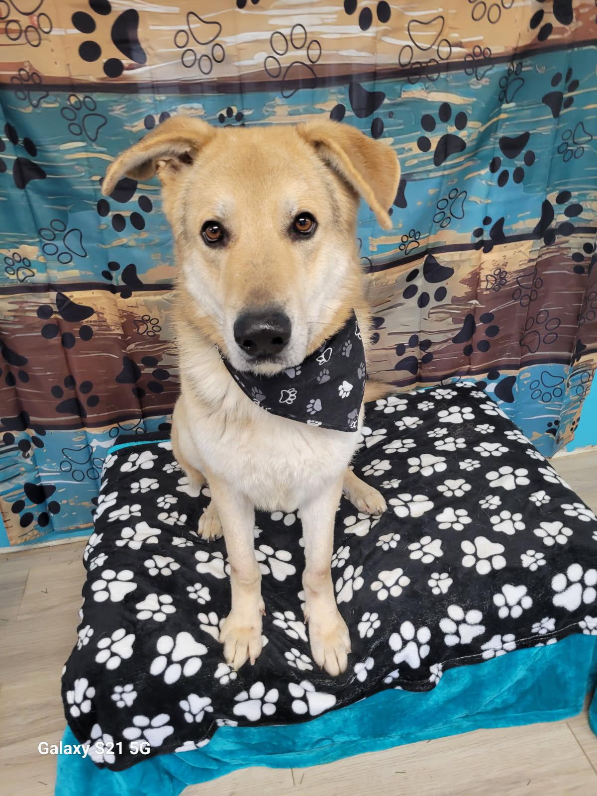 Enlarge YELLOW LAB , YELLOW LAB, a Adoptable Yellow Labrador Retriever in Mount Laurel, NJ image 2/2