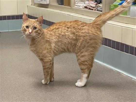 Enlarge JACKALOPE, a Adoptable Domestic Short Hair in Denver, CO image 1/1