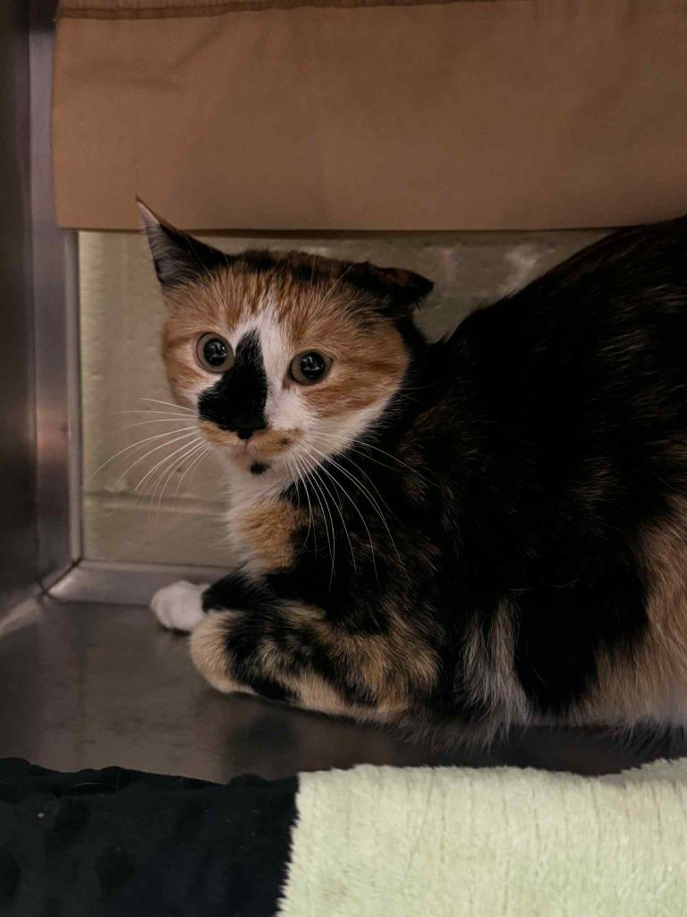 Enlarge Reagan - Working Cat, a Adoptable mixed breed in Grand Forks, ND image 1/1