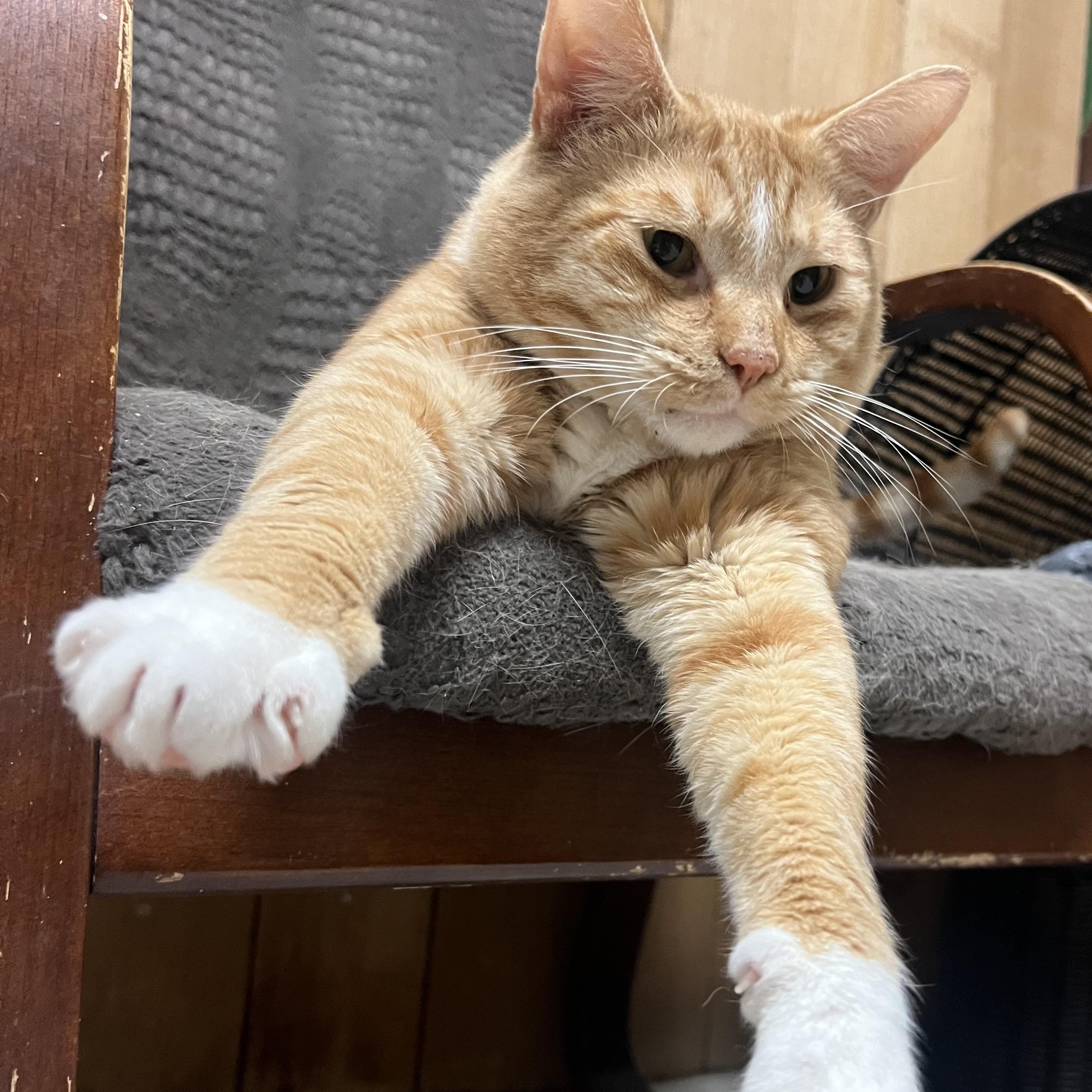 Enlarge Apricot, a ADOPTABLE Domestic Short Hair in Spokane, WA image 2/3