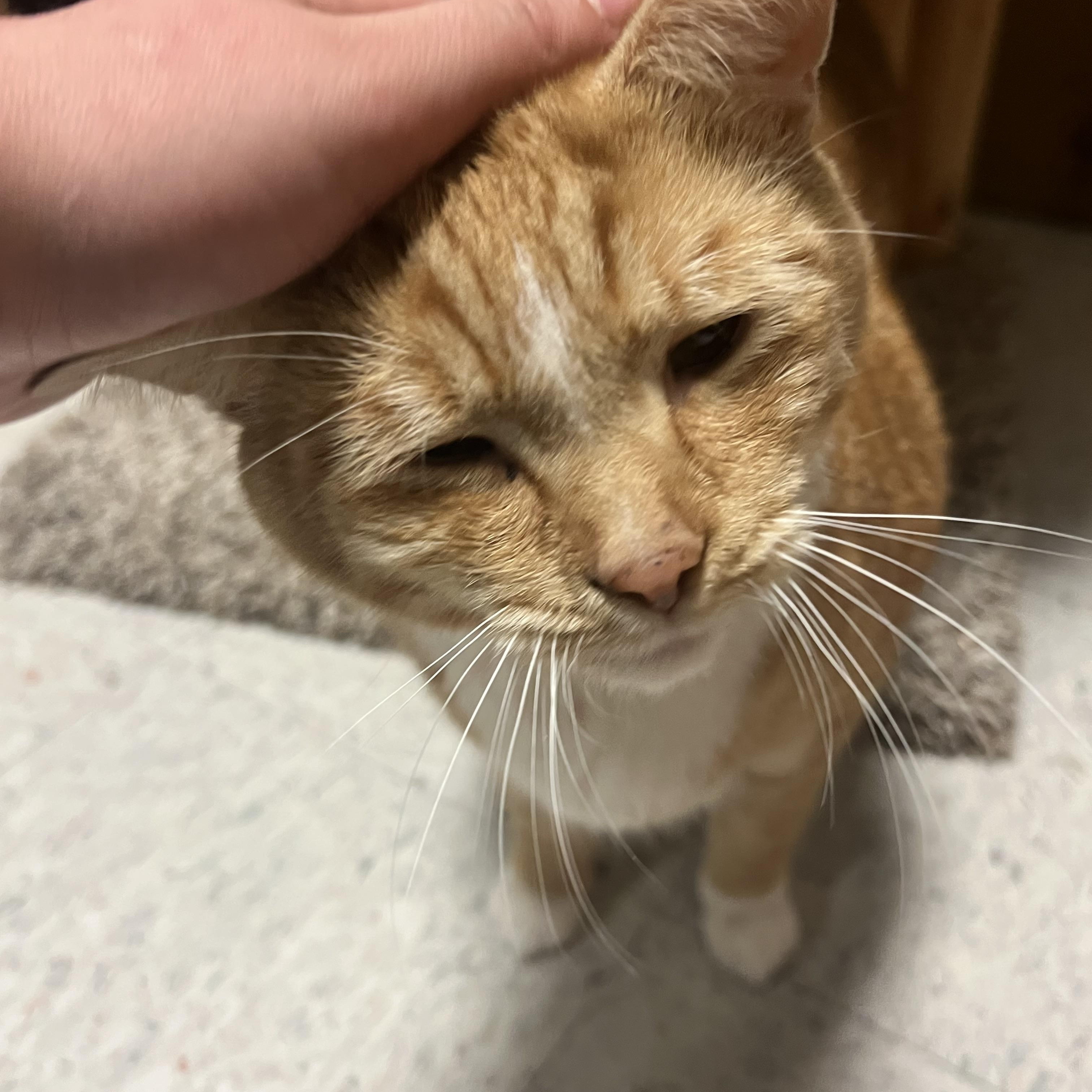 Enlarge APRICOT, a ADOPTABLE Domestic Short Hair in Spokane, WA image 2/2