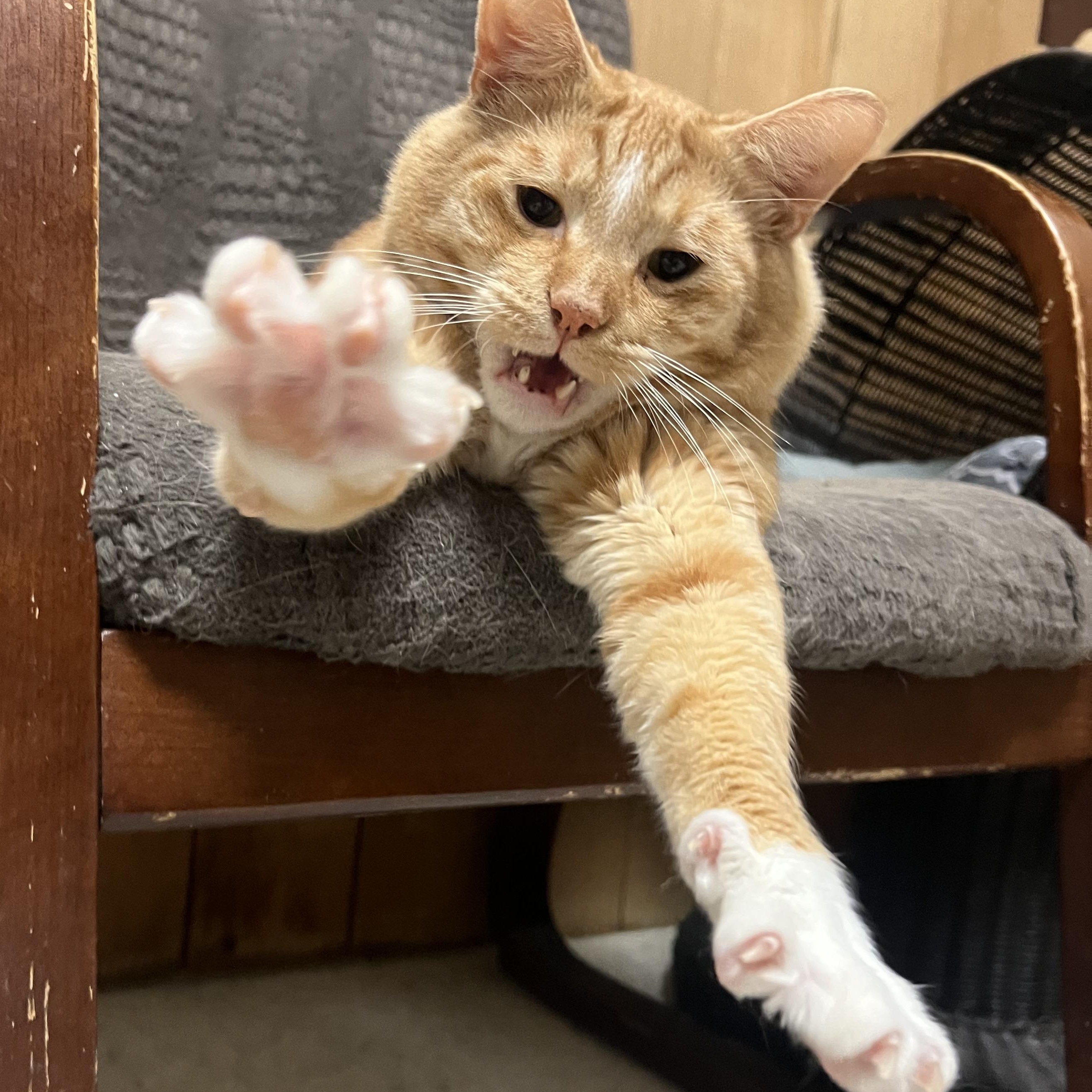 Apricot, ADOPTABLE, Adult Male Domestic Short Hair.