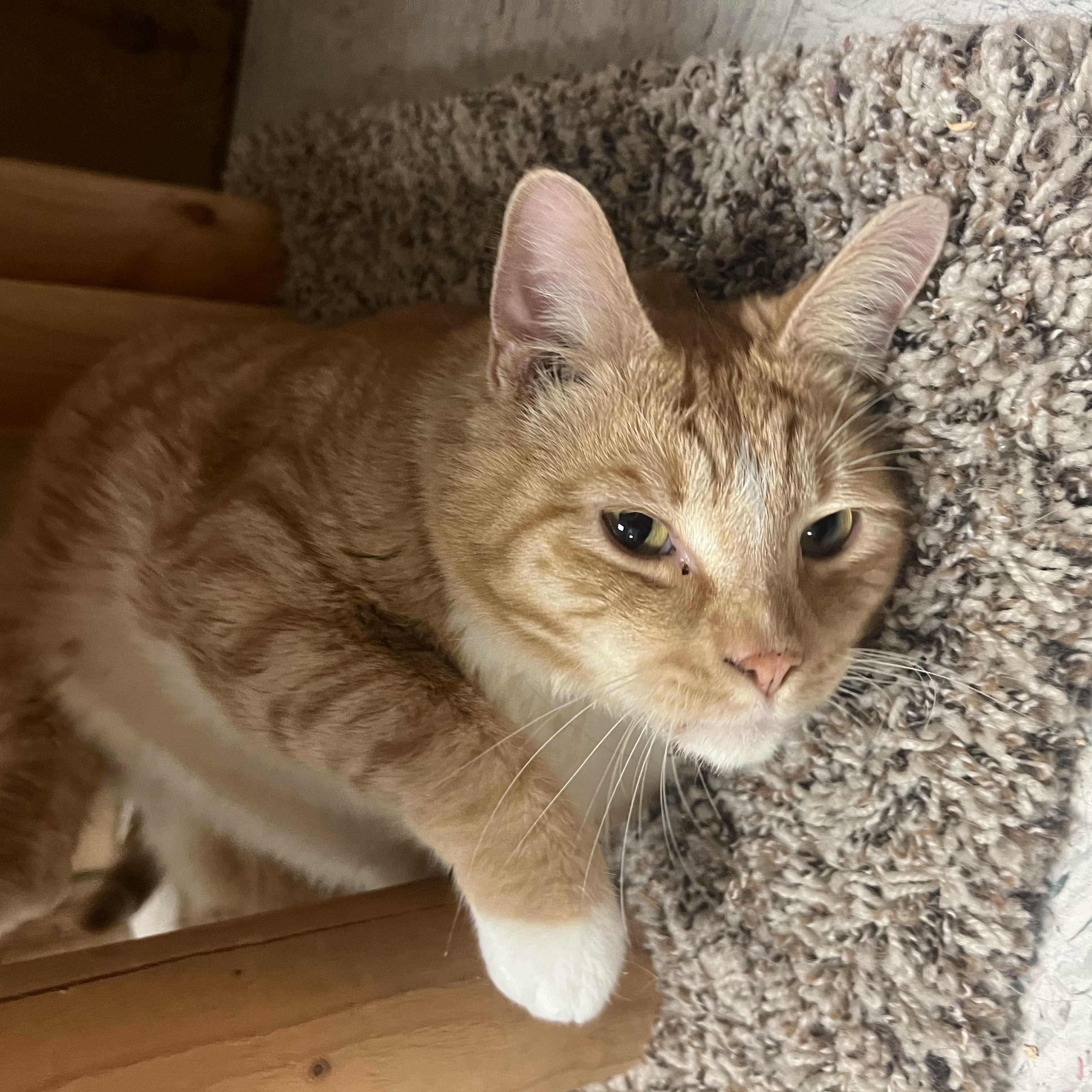 APRICOT, ADOPTABLE, Adult Male Domestic Short Hair.