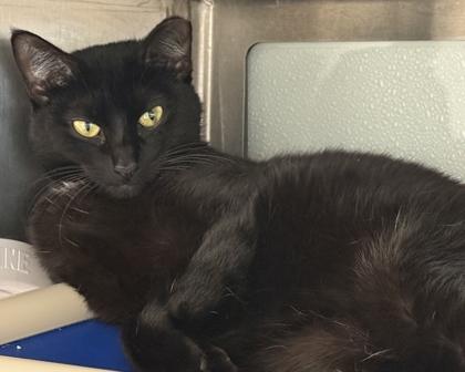 Lillypad, Adoptable, Adult Female Domestic Short Hair & Domestic Short Hair.