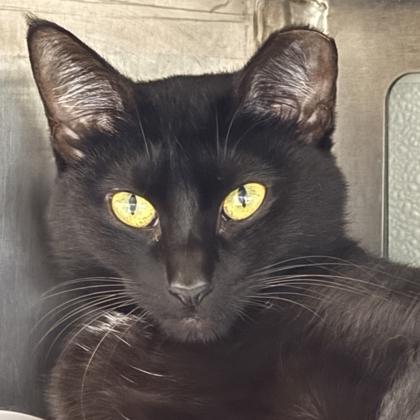 Enlarge Lillypad, a Adoptable mixed breed in Venice, FL image 2/3