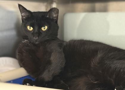 Enlarge Lillypad, a Adoptable mixed breed in Venice, FL image 3/3