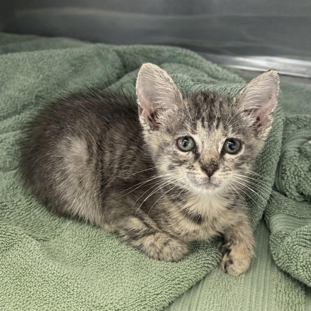 Enlarge East, a Adoptable mixed breed in Brenham, TX image 2/2