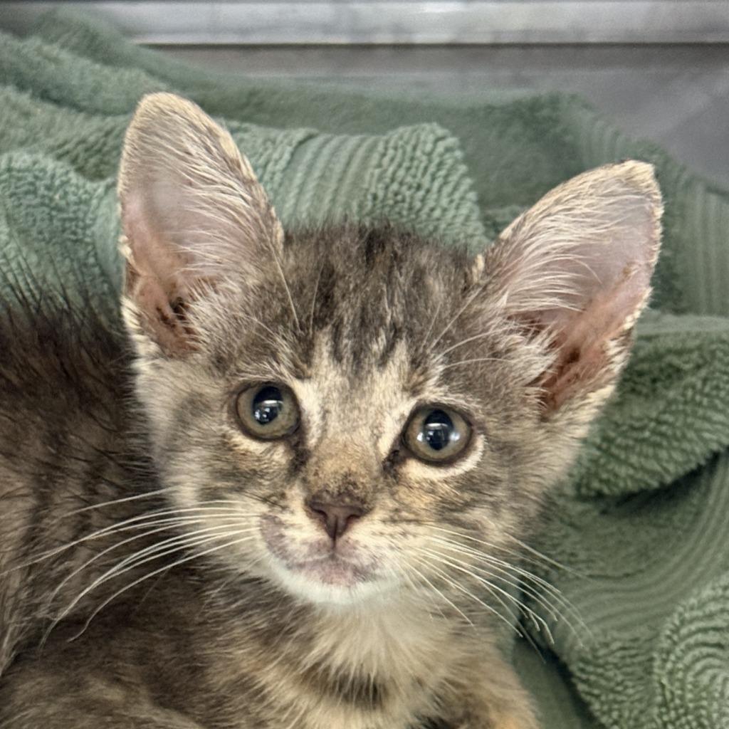 East, Adoptable, Kitten Female Domestic Short Hair.