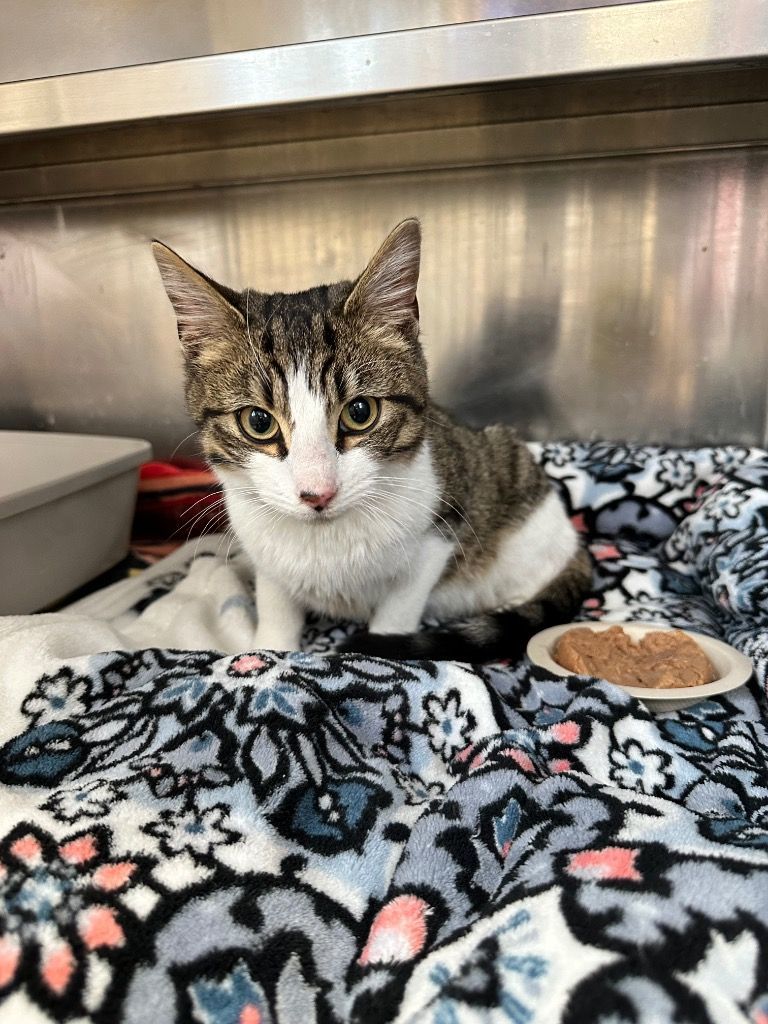 Snowdrop, an adopted Domestic Short Hair in North Haven, CT_image-1