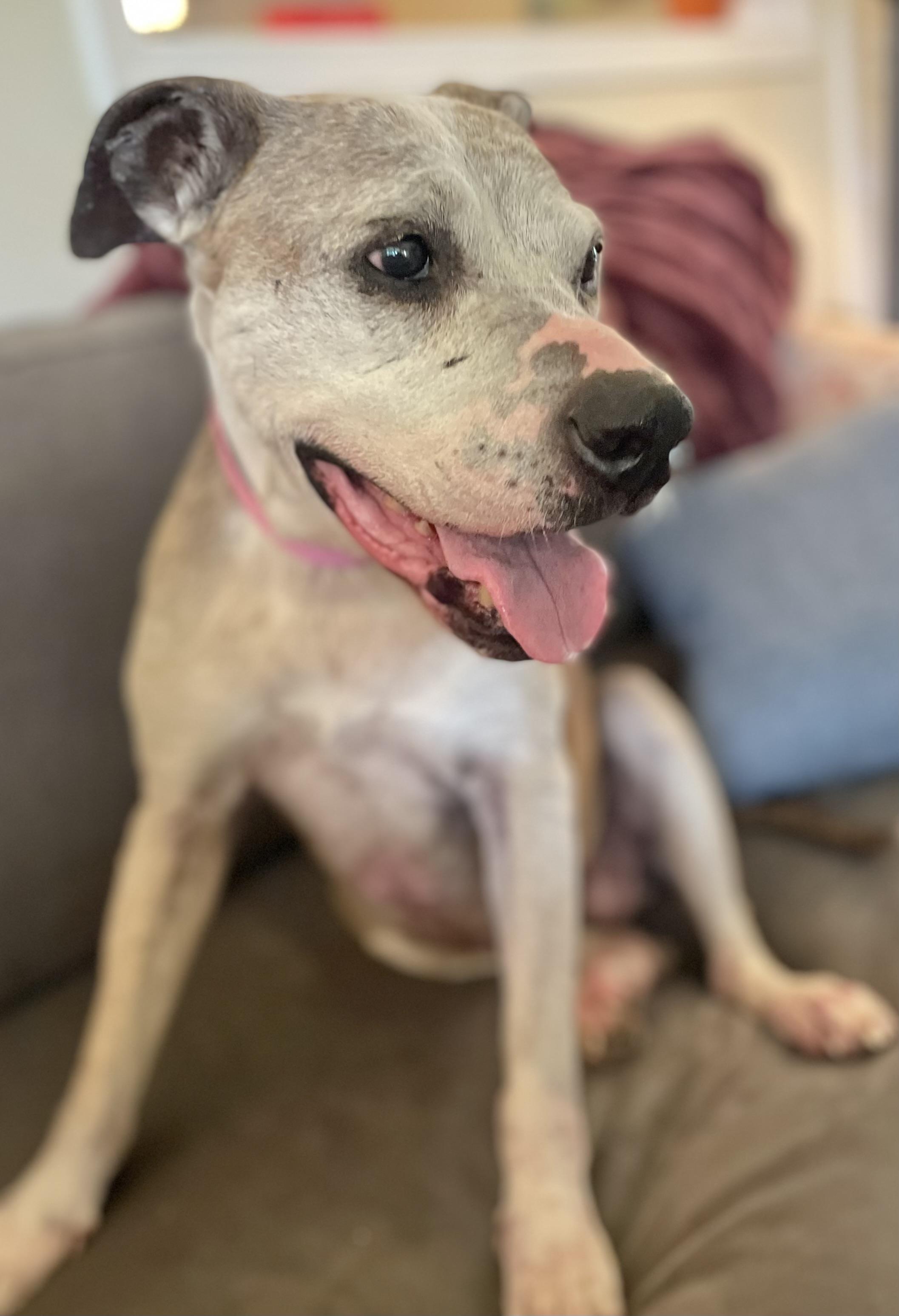 Marley, a Adopted Pit Bull Terrier in Clarkesville, GA image 1/5