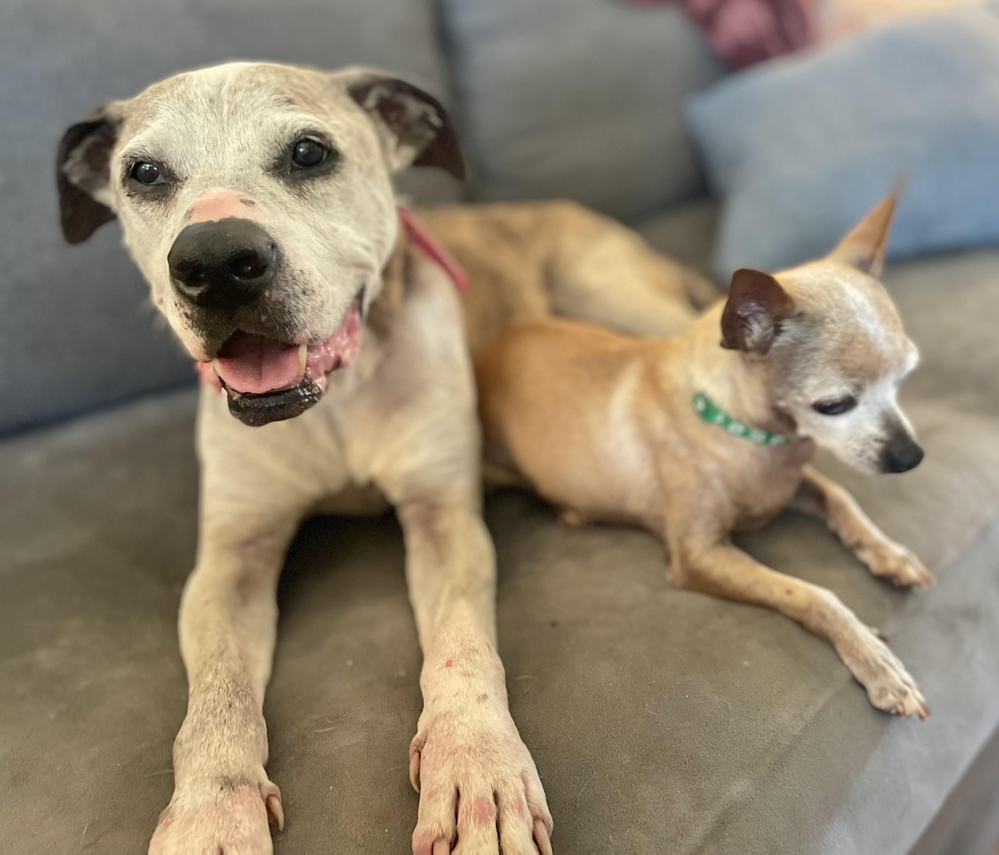 Marley, a Adopted Pit Bull Terrier in Clarkesville, GA image 2/5