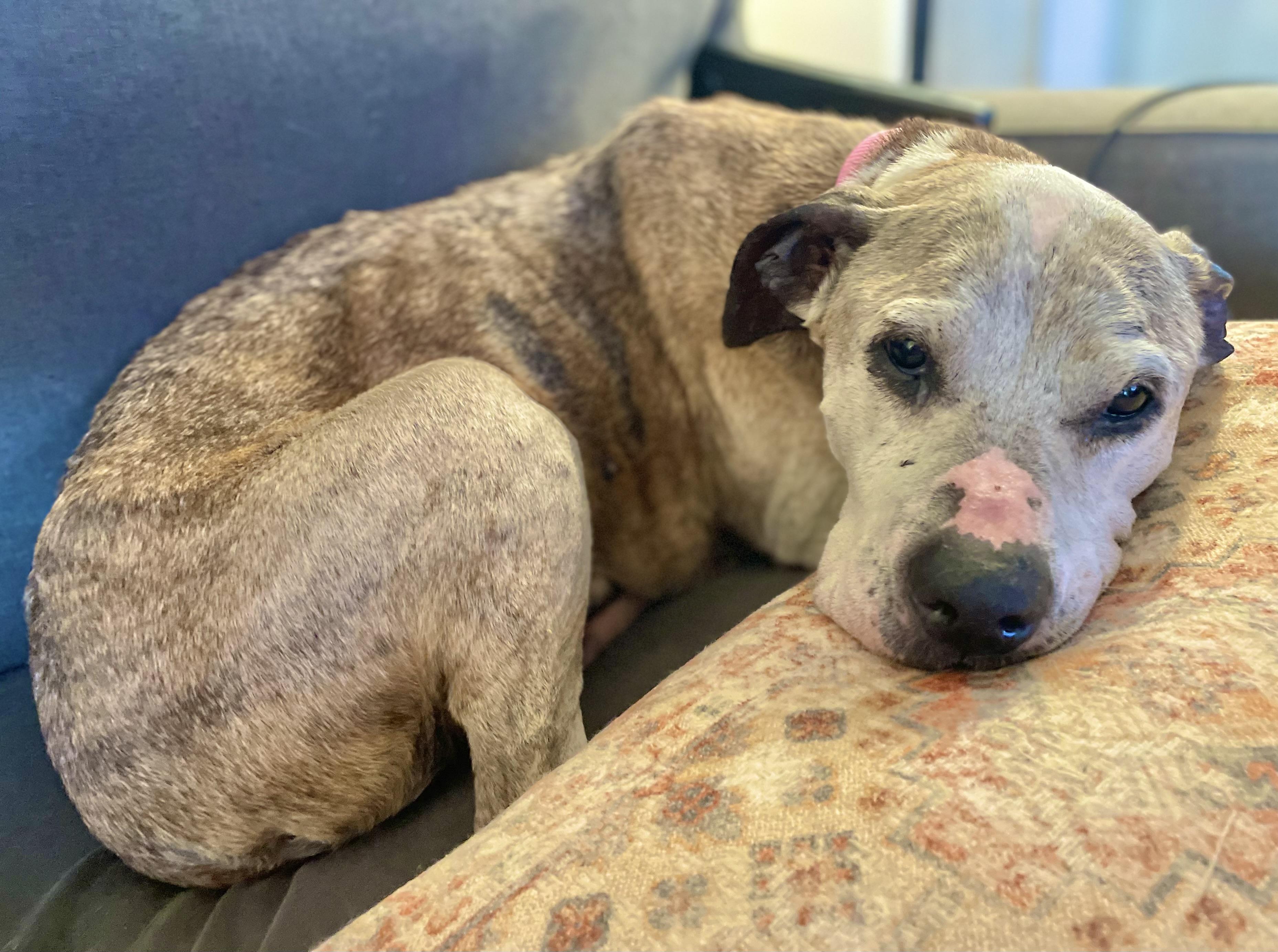 Marley, a Adopted Pit Bull Terrier in Clarkesville, GA image 3/5