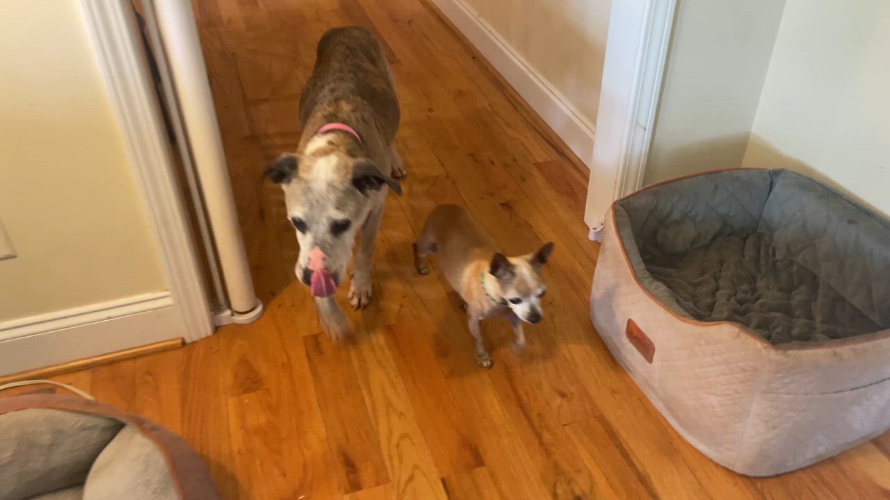 Enlarge Marley, a Adopted Pit Bull Terrier in Clarkesville, GA video 5/5