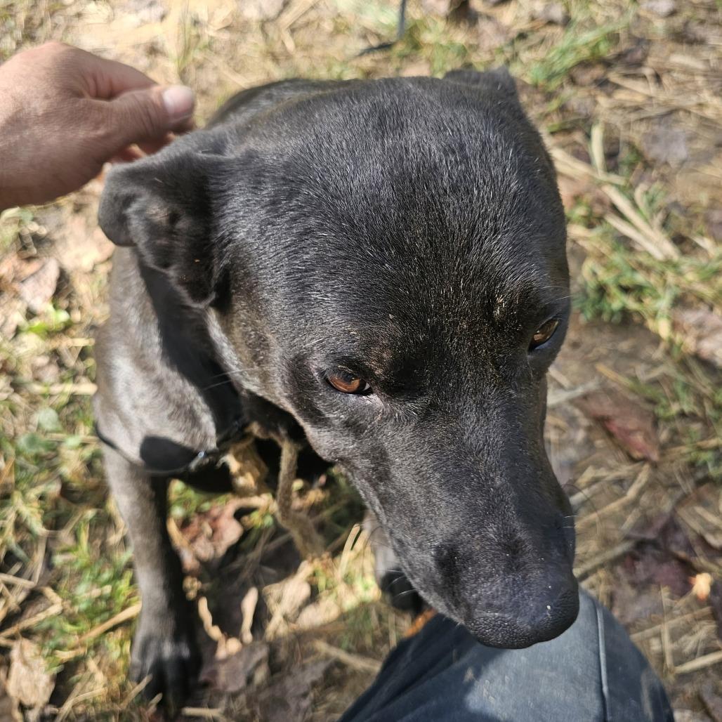 Zackie, Adoptable, Adult Male Mixed Breed.
