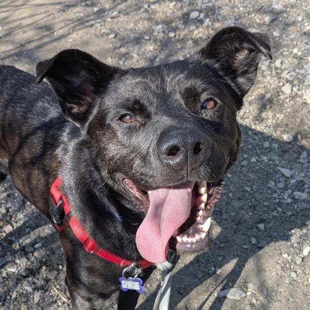 Enlarge Zackie, a Adoptable Mixed Breed in Asheville, NC image 1/6