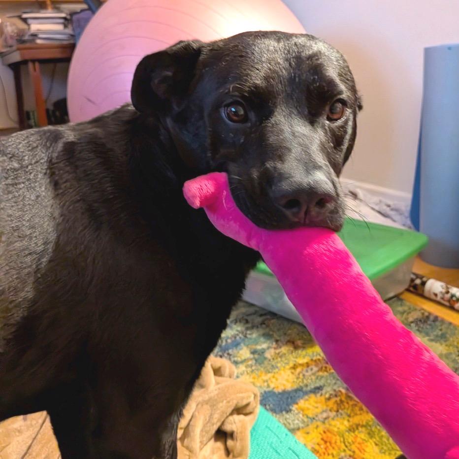 Enlarge Zackie, a Adoptable Mixed Breed in Asheville, NC image 2/6